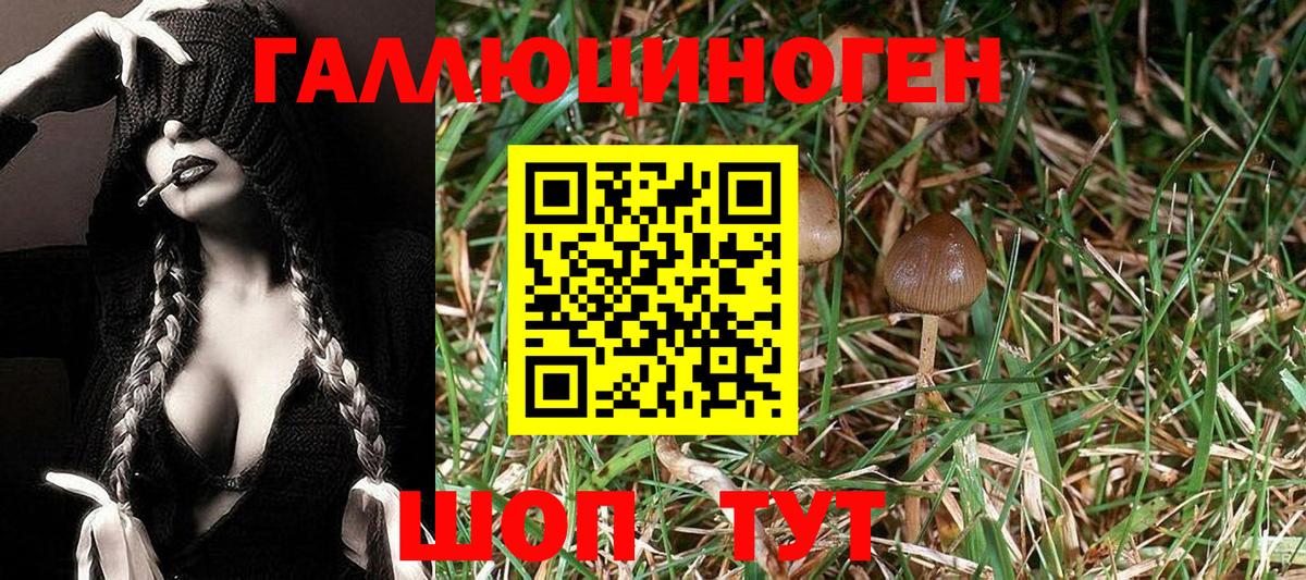 Галлюциногенные грибы Psilocybine cubensis Гуково